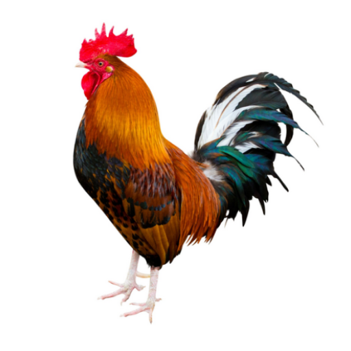 Poultry Tracker app